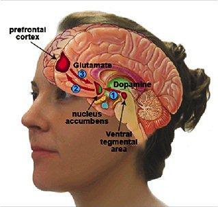 Your Brain on Porn